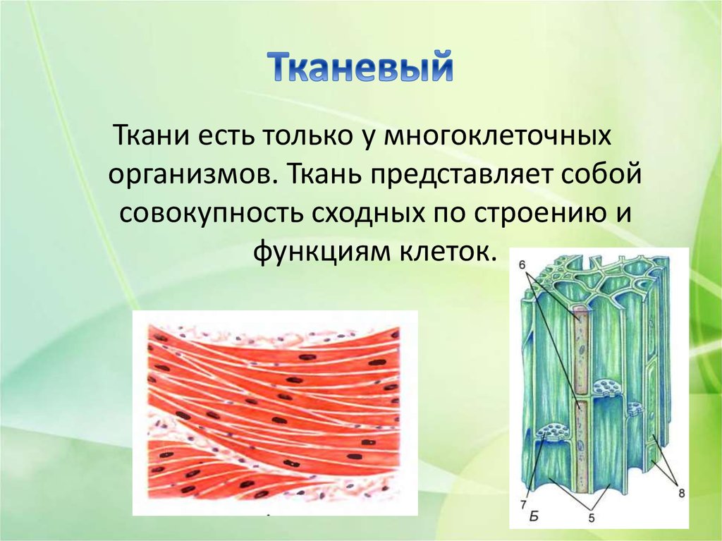 Тканевой уровень жизни. Виды тканей живых организмов. Ткани многоклеточных организмов. Тканевый уровень организации. Строение живой ткани.