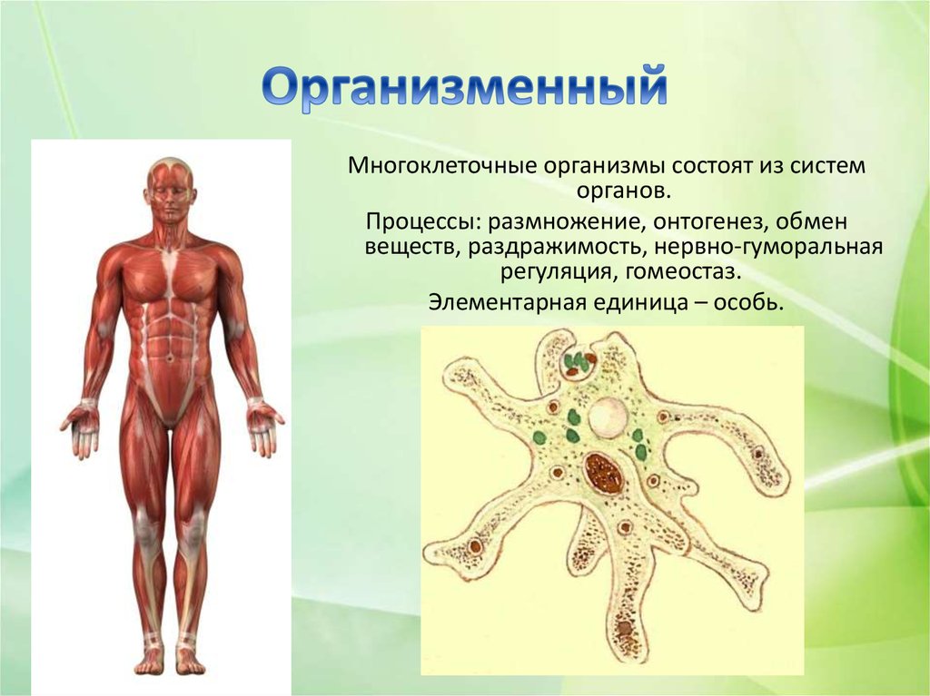 Уровень организации тела. Мнагоклетчные организм. Организменный уровень организации. Организменный уровень организации человека. Органы многоклеточных организмов.