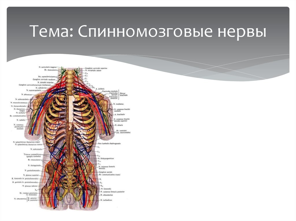 Спинномозговые нервы. Спинные нервы анатомия. Задние ветви спинномозговых нервов анатомия. Сплетения спинномозговых нервов схема.