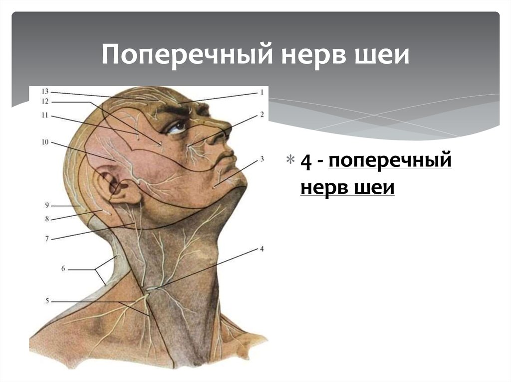 Шейный нерв. Поперечный нерв шеи анатомия. Подключичный нерв.