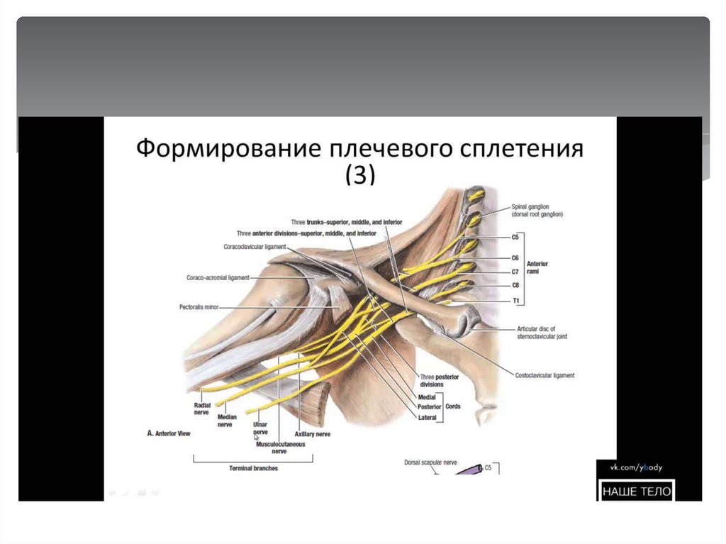 Нервы плеча анатомия картинки