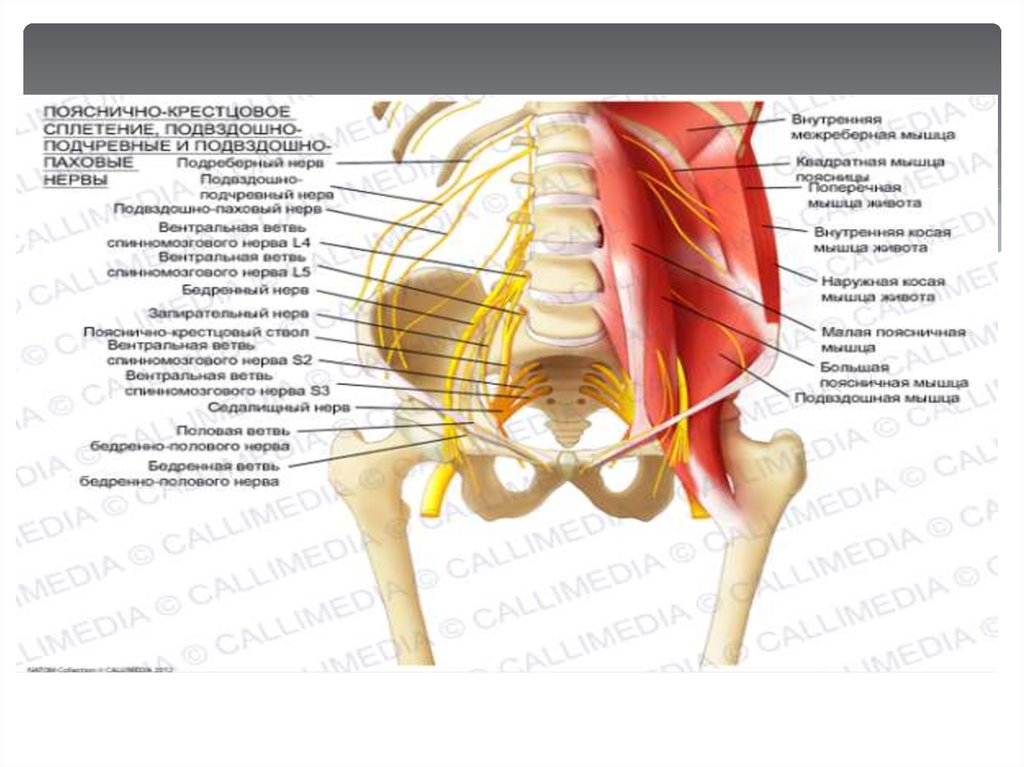 Поясничное сплетение область. Пояснично-крестцовое сплетение анатомия. Подвздошно-паховый нерв анатомия. Подвздошно подчревный нерв.