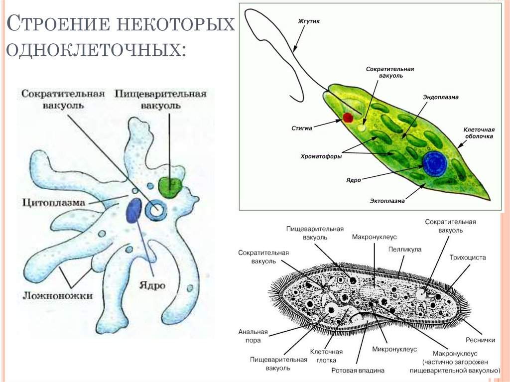 Различие простейших. Внешнее строение одноклеточных животных. Строения амебы эвглены зеленой инфузории. Одноклеточные животные строение. Простейшие одноклеточные организмы строение.
