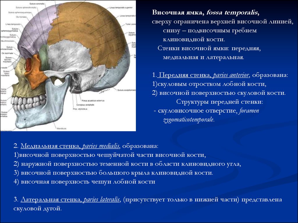 Передний верхний край. Подвисочная ямка анатомия стенки. Височная ямка черепа анатомия. Ямки черепа височная подвисочная крылонебная. Fossa temporalis стенки.