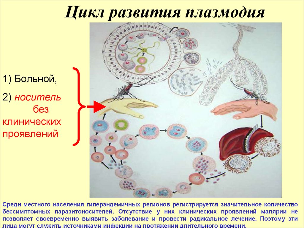 Жизненный цикл малярийного плазмодия схема с подписями