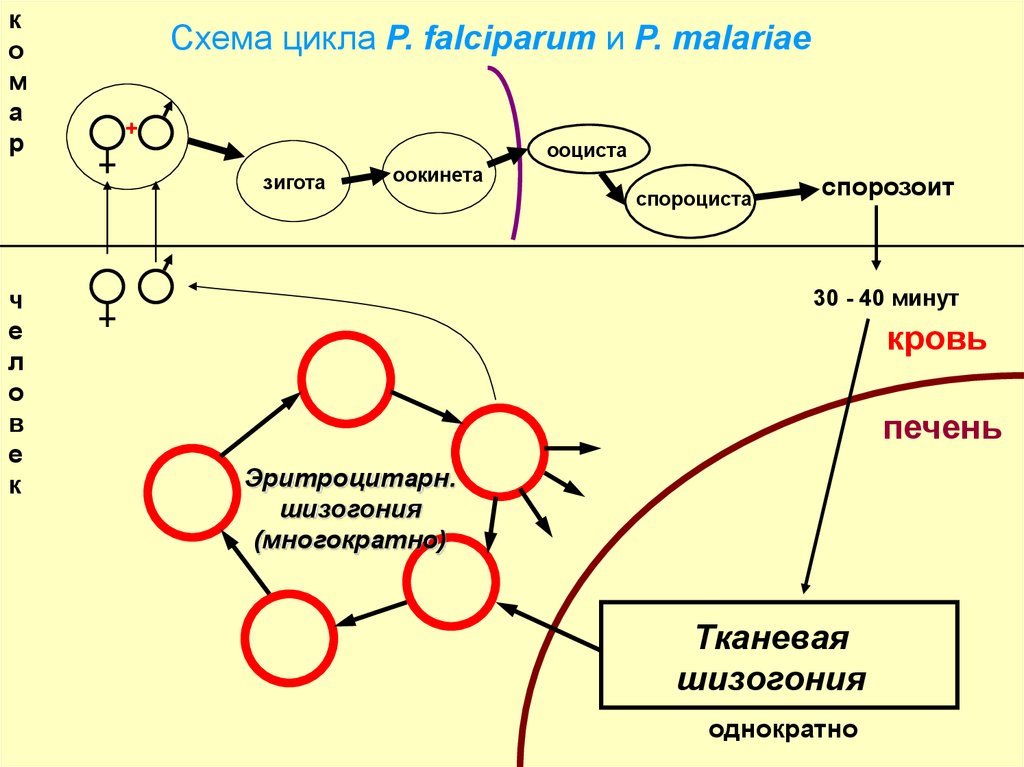 Малярия патогенез схема - 88 фото