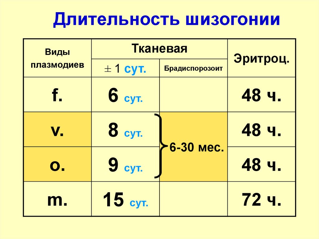 Длительность. Продолжительность эритроцитарной шизогонии. Длительность тканевой шизогонии. Длительность тканевой шизогонии малярии. Длительность тканевой шизогонии у плазмодиев.