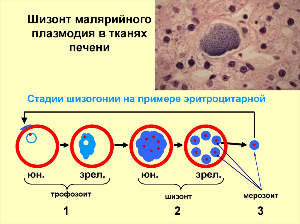 На рисунке схематично изображен эритроцитарный