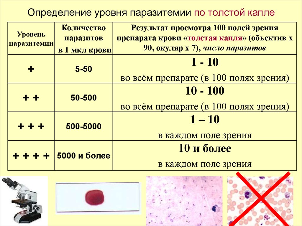 Малярия таблица. Анализ крови толстая капля. Исследование на малярию. Исследование крови на малярию. Толстая капля крови при малярии.