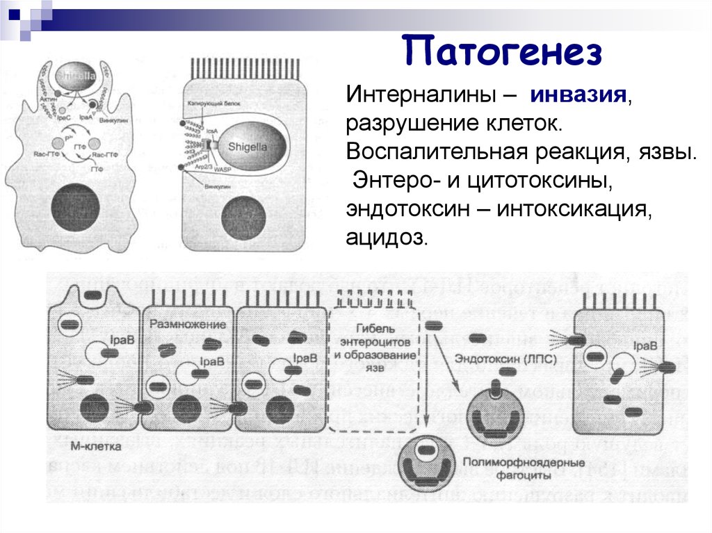 Инвазия что это. Процесс разрушения клетки. Инвазия микробиология. Механизмы инвазии. Химические методы разрушения клеток.