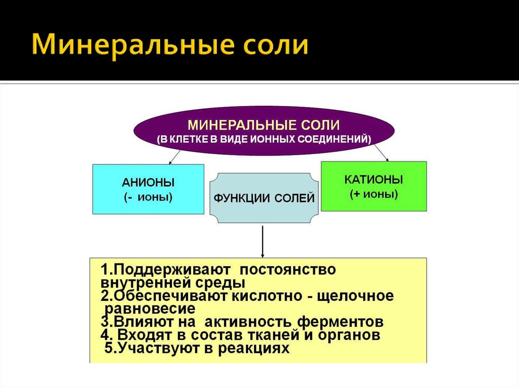 Какие минеральные соли входят состав живых организмов. Строение и функции Минеральных солей. Функции солей в клетках живых организмов.