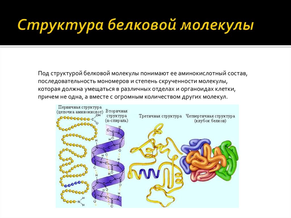 Особенности строения молекулы белка