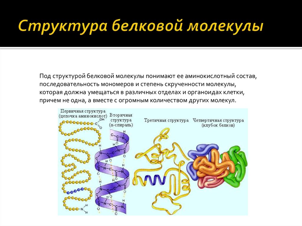 Белок образован. Первичная структура белковых молекул. Строение и структура белковой молекулы. Строение белков структура молекулы белков. Строение белковых молекул структура белка.