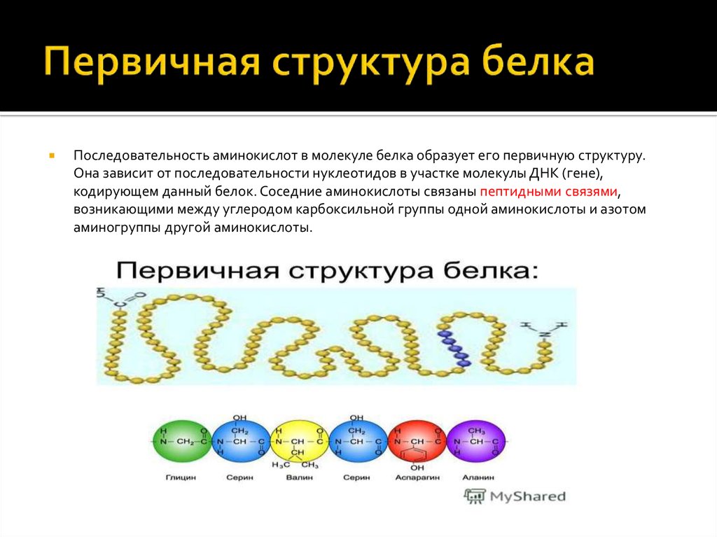 Последовательность аминокислот в молекулах белков. Первичная структура белка зашифрована. Первичная структура цепочка аминокислот. Первичная структура белковых молекул. Первичная структура белка зашифрована в гене последовательностью.