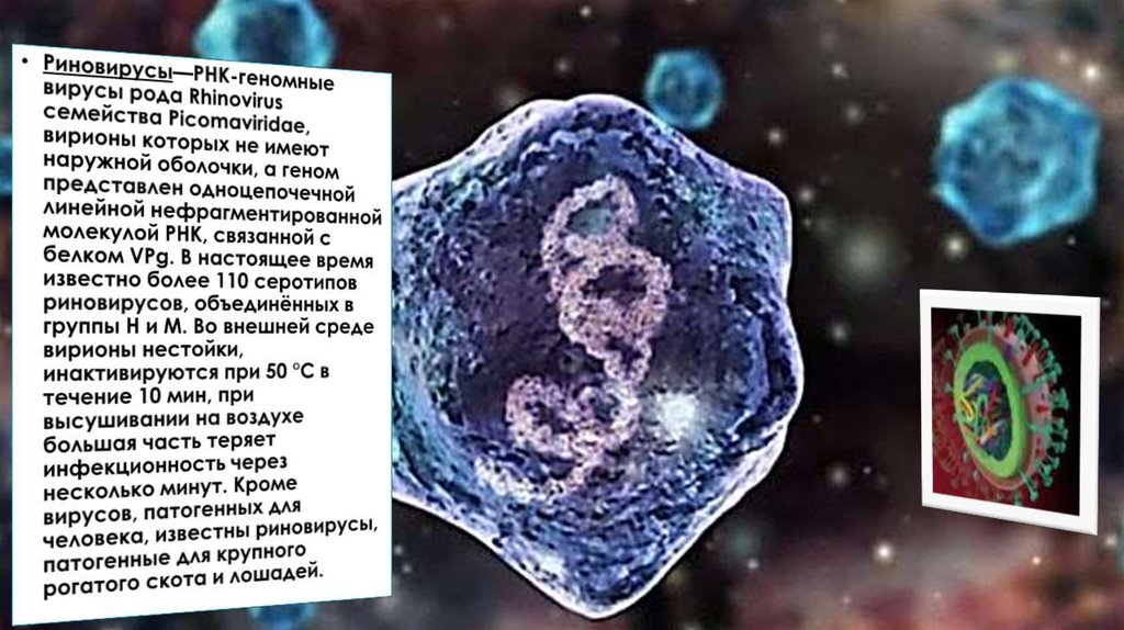 Риновирусная инфекция презентация