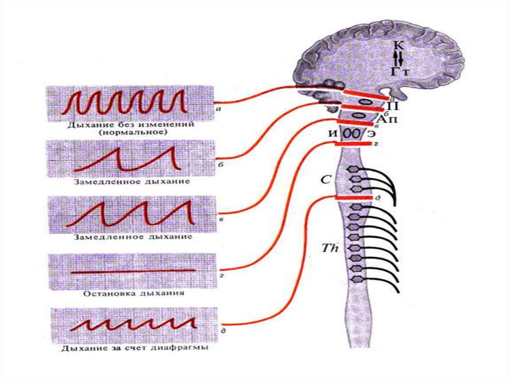 Адреналин и дыхательный центр. Дыхательный центр. Дыхательный центр схема. Дыхательный центр иннервация. Дыхательный центр нормальная физиология.
