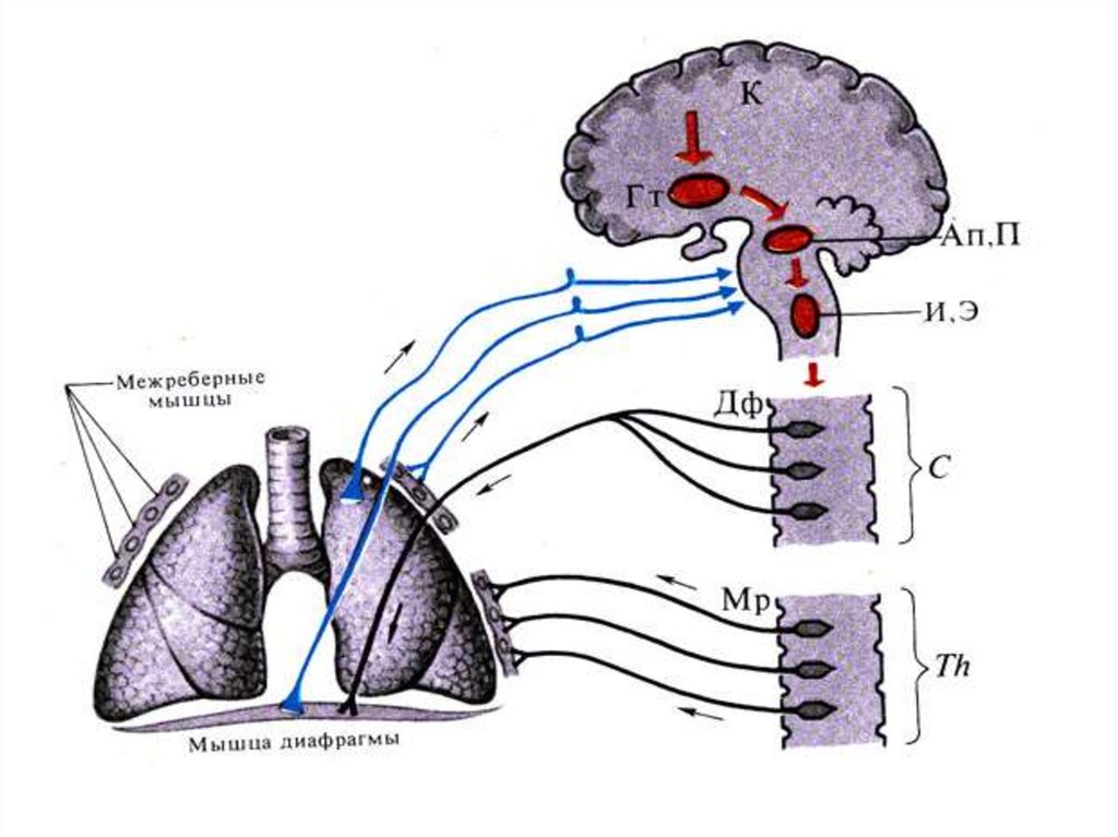 Адреналин и дыхательный центр. Схему «взаимоотношений» компонентов дыхательного центра. Регуляция дыхания дыхательный центр. Регуляция дыхания схема. Дыхательный нервный центр.