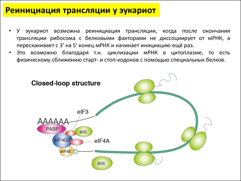 Молекулярные процессы. Терминация трансляции у эукариот. Инициация трансляции у эукариот. Элонгация трансляции у эукариот. Факторы терминации трансляции у эукариот.