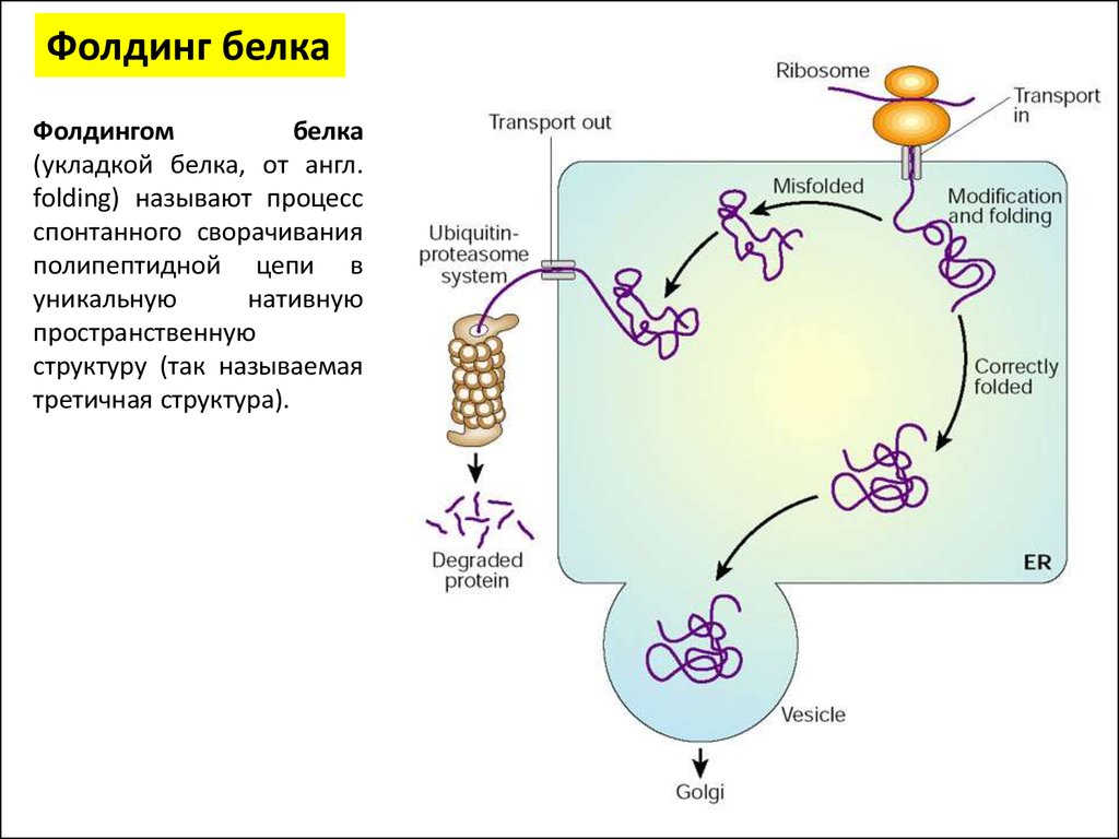Белковый транспорт. Фолдинг протеинов. Трансляция молекулярная биология. Фолдинг белка. Белки шапероны.