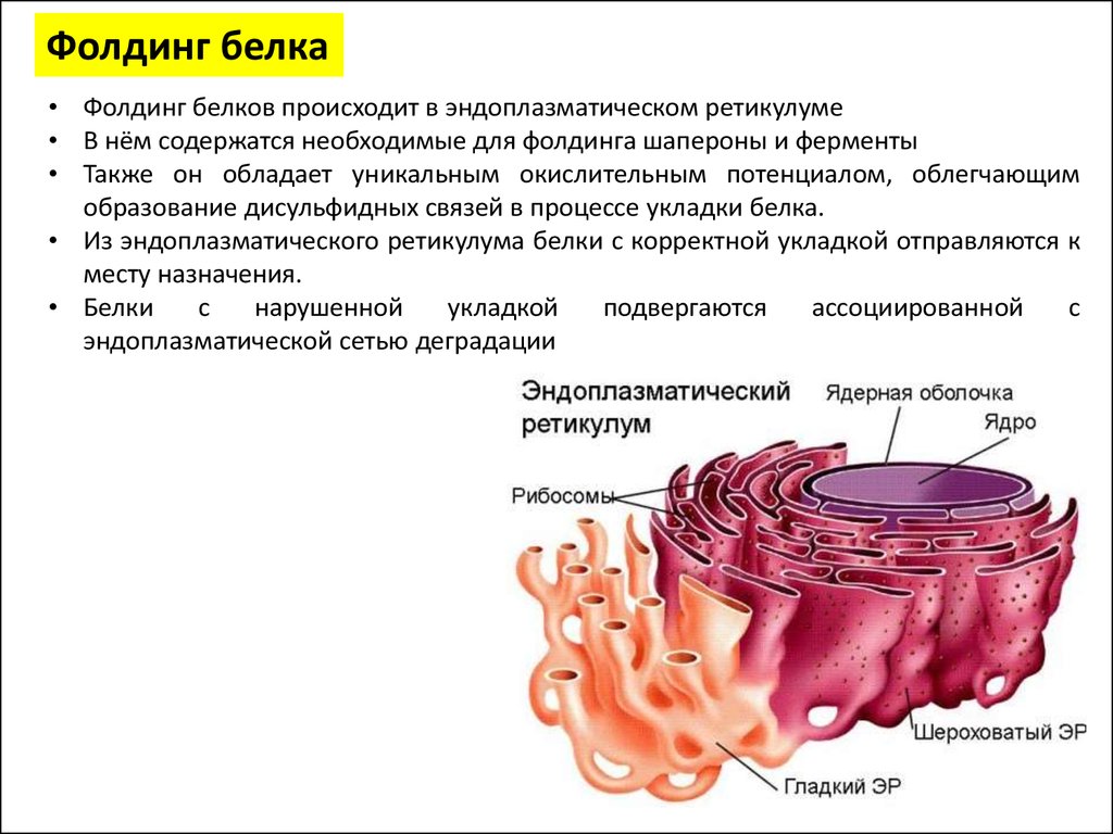 Эндоплазматическая сеть человека