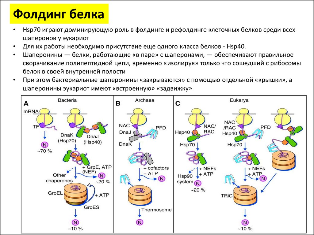 Фолдинг белка. Hsp70 шапероны. Фолдинг белка биохимия роль шаперонов этапы. Участие шаперонов в фолдинге белков. Фолдинг белков. Роль шаперонов в фолдинге белка.