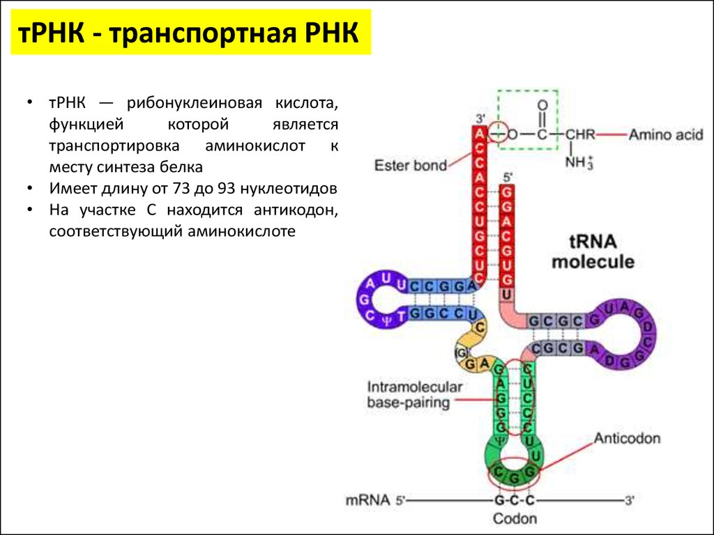 Сколько аминокислот участвует в синтезе белков. Структурная формула ТРНК. Общая структурная формула ТРНК. Т РНК строение и функции. Т-РНК (транспортные) строение.
