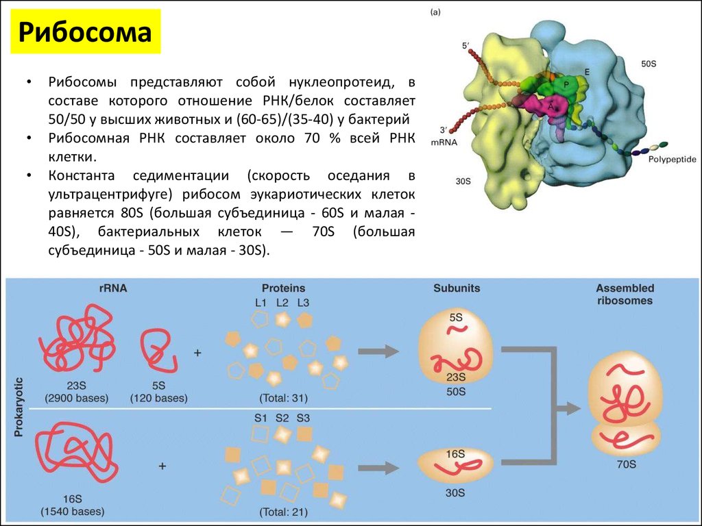 Доклад по теме Рибосомы. Роль РНК в архитектуре и функциях рибосом 