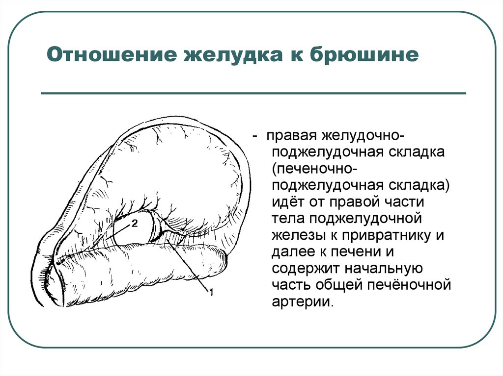 Голотопия поджелудочной железы