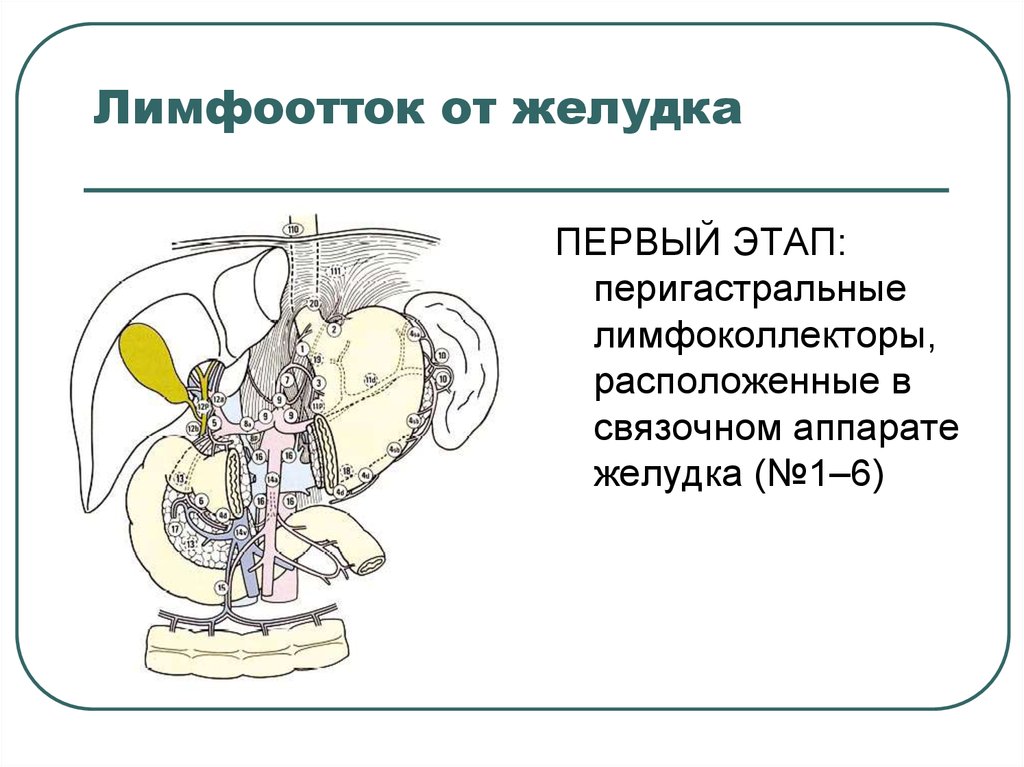 Лимфоотток. Лимфоотток желудка анатомия. Лимфоотток желудка схема. Лимфоотток желудка по Мельникову. Лимфоотток желудка топографическая анатомия.