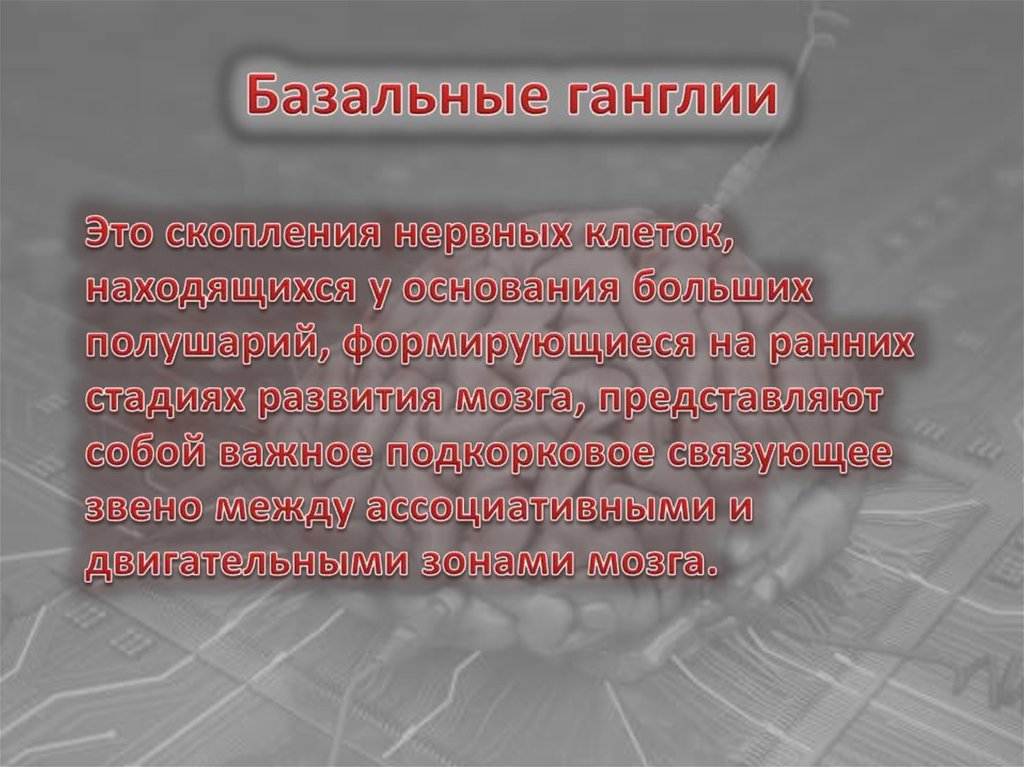 Базальные ганглии