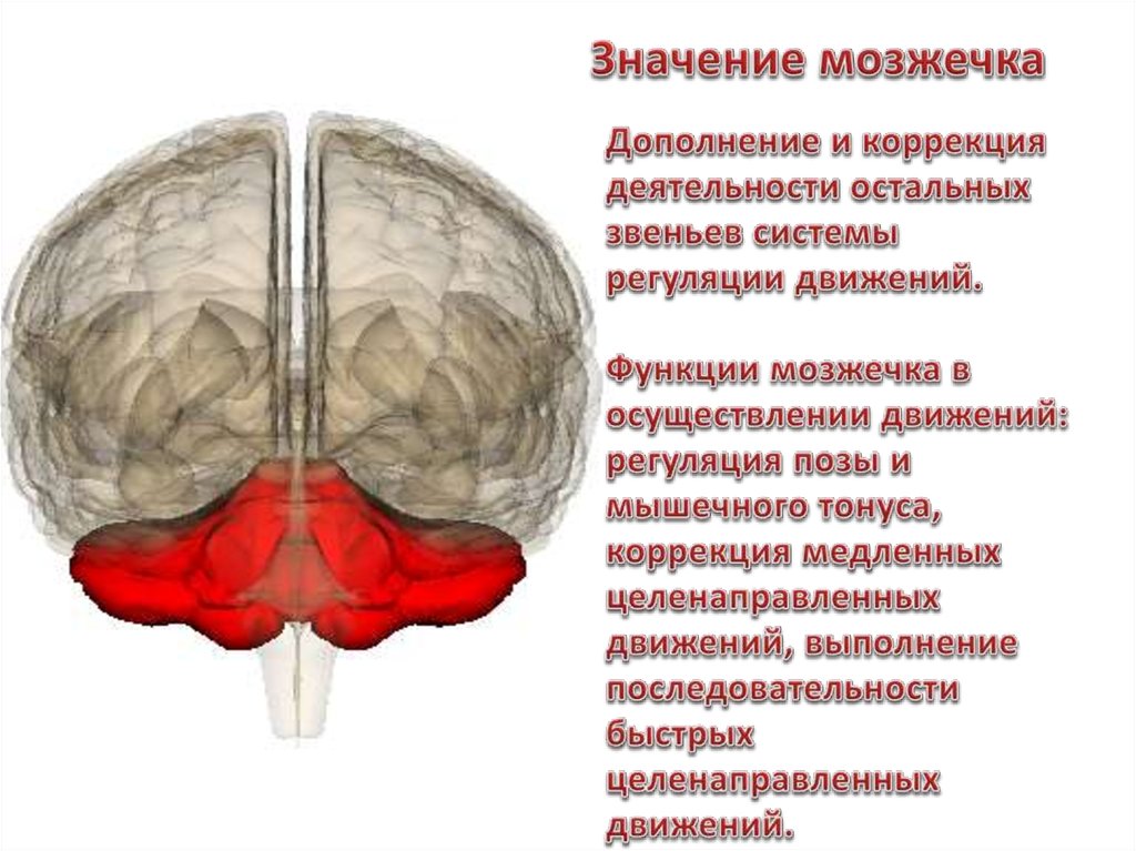 Мозжечок функции. Функции мозжечка. Функции мозжечка человека. Левое полушарие мозжечка. Мозжечок функции мозжечка.