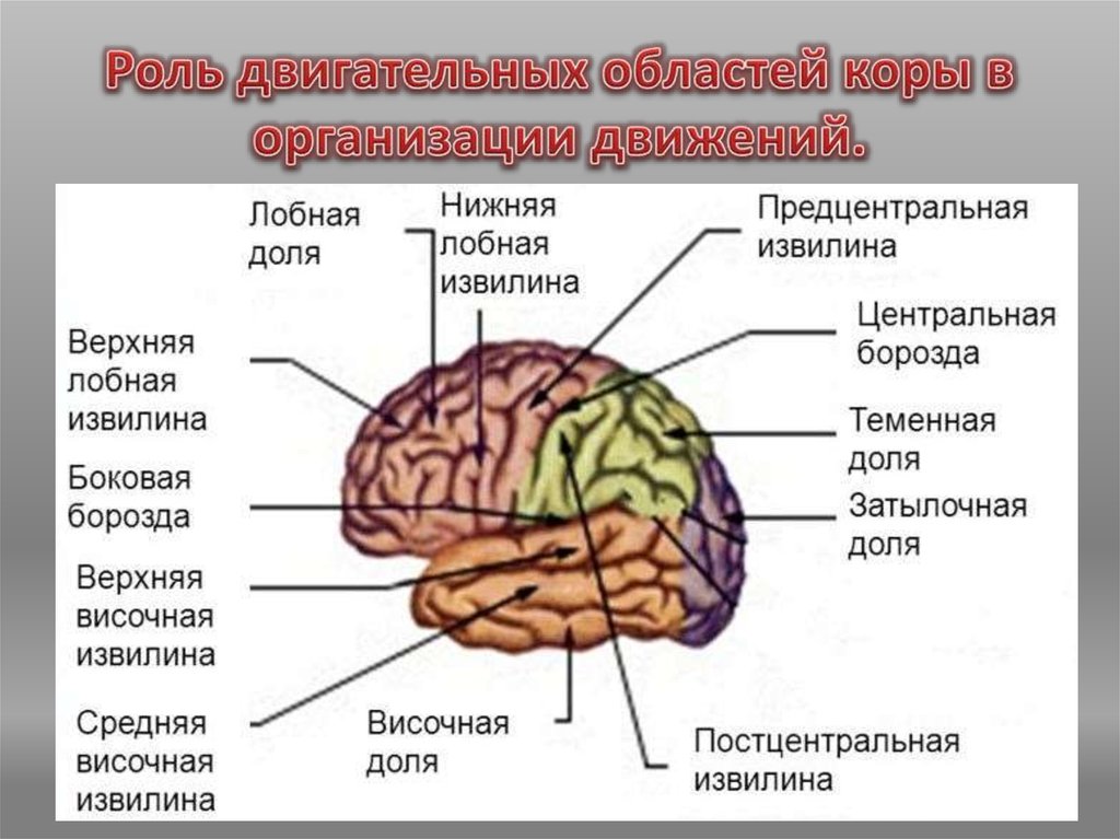 Центральная извилина мозга. Строение больших полушарий доли. Строение головного мозга доли борозды извилины. Анатомия коры головного мозга доли борозды извилины.