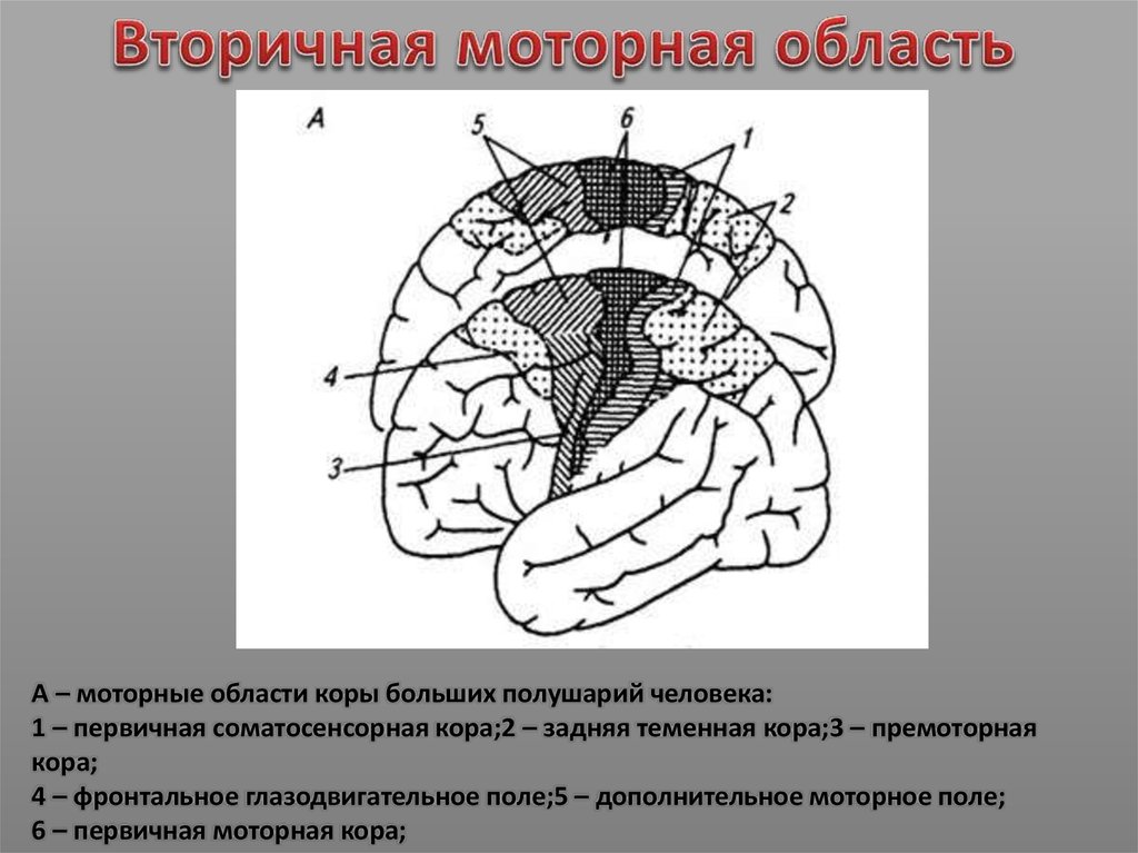 Двигательная зона коры мозга. Моторная зона коры головного мозга. Моторные области коры больших полушарий. Двигательные области коры больших полушарий. ). Вторичная моторная область коры.
