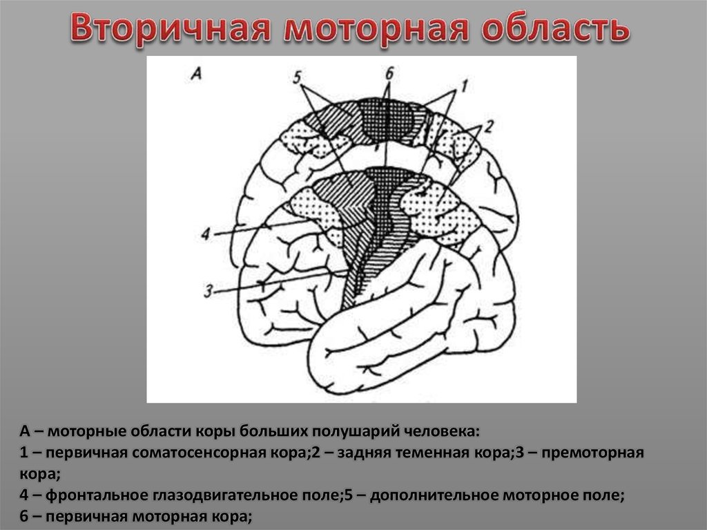 Моторные зоны мозга. Моторная зона коры головного мозга. Моторные области коры больших полушарий. Двигательные области коры больших полушарий. ). Вторичная моторная область коры.