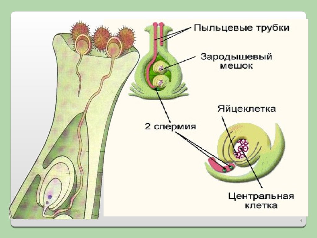 При слиянии спермия с центральной клеткой образуется