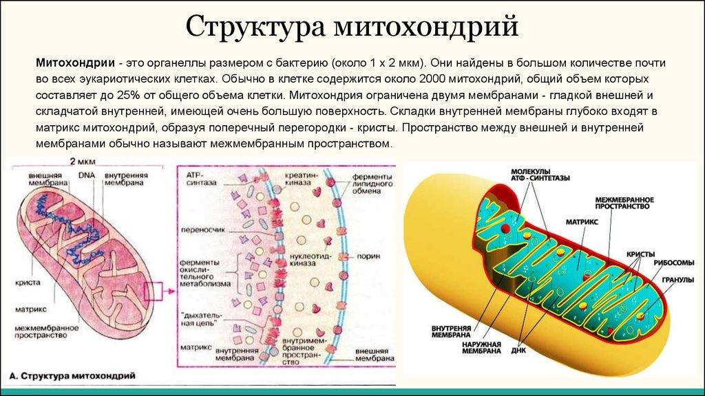 Что такое митохондрии простыми словами у человека. Митохондрии строение и функции. Строение митохондрии животной клетки. Митохондрии структура и функции.