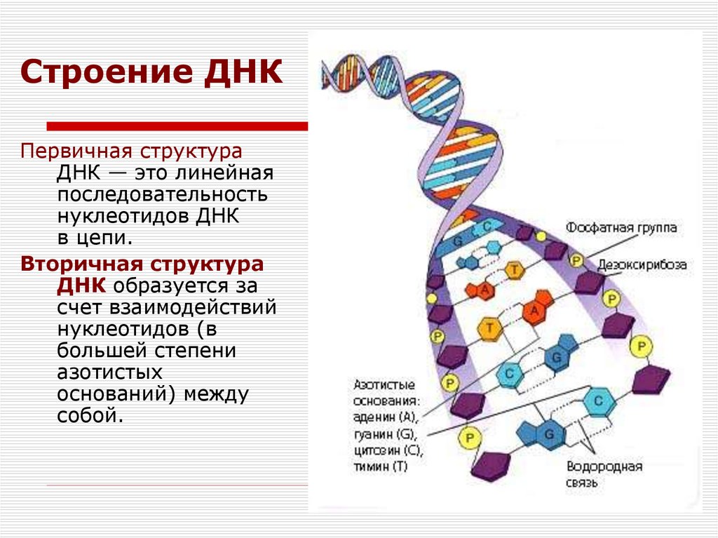 Состав нуклеотида днк. Схема строения ДНК генетика. Первичная структура ДНК биохимия. Первичная структура ДНК формируется. Структура молекулы ДНК.