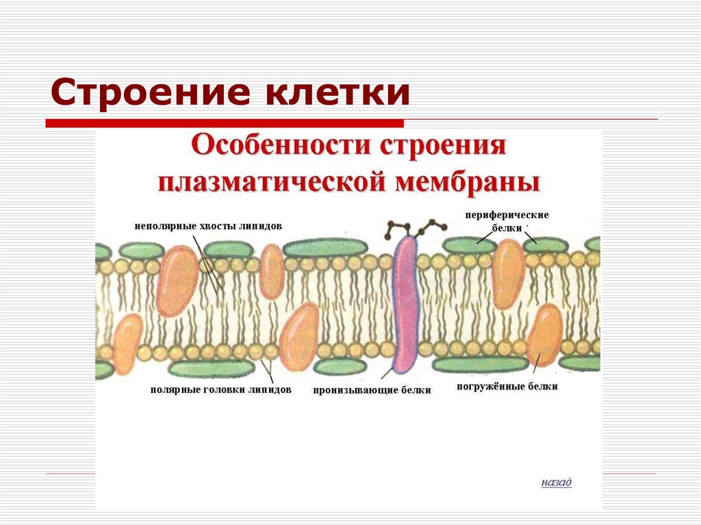 4 плазматической мембраны. Схема строения плазматической мембраны 10 класс. Схема строения плазматической мембраны клетки. Особенности строения клеточной мембраны рисунок. Строение плазматической мембраны таблица.