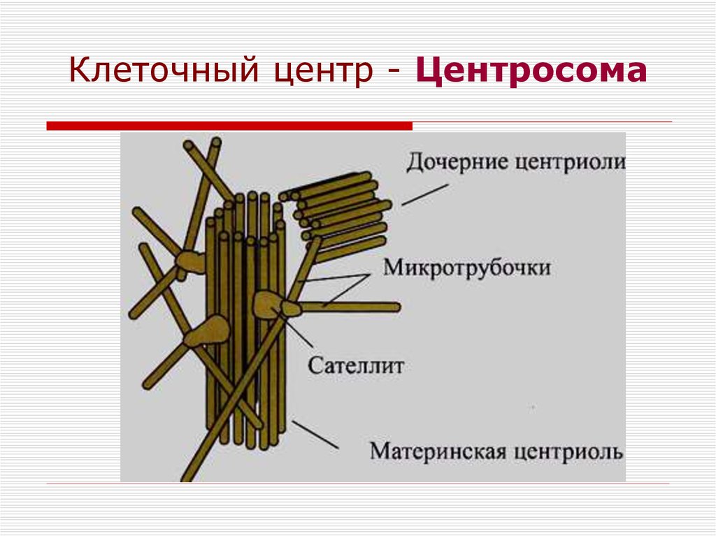 Клеточный центр. Схема строения клеточного центра. Клеточный центр центросома строение. Строение материнской центриоли. Строение клетки клеточный центр.