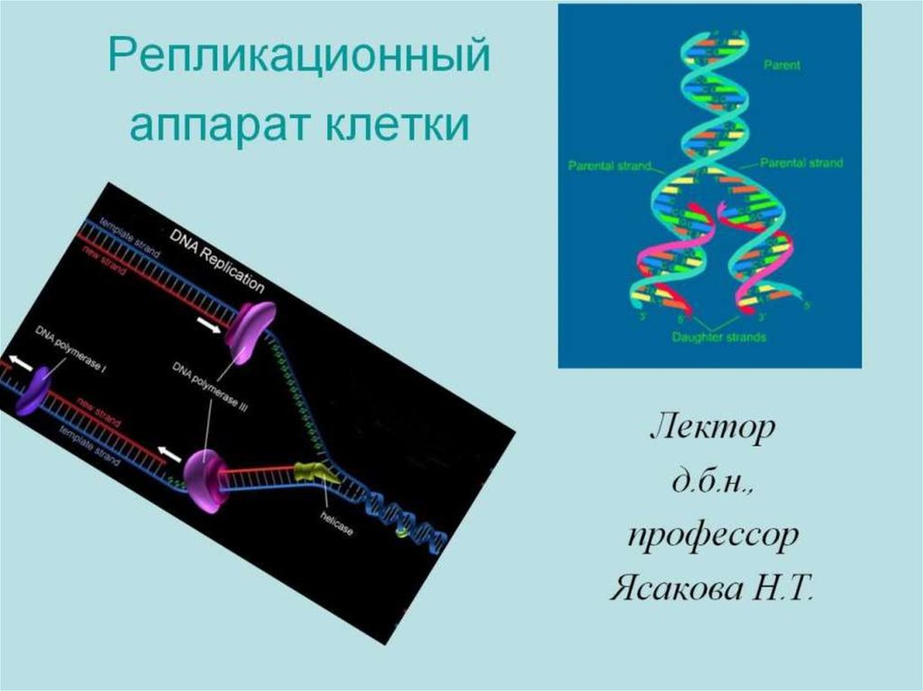 Наследственный аппарат представлен