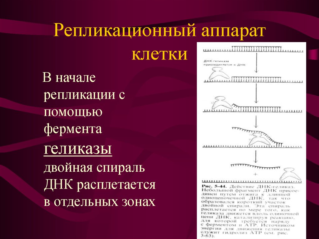 Аппараты клетки. Репликационный аппарат клетки кратко. 1. Репликационный аппарат клетки. Презентация репликационный аппарат клетки. Репликация с помощью фермента.