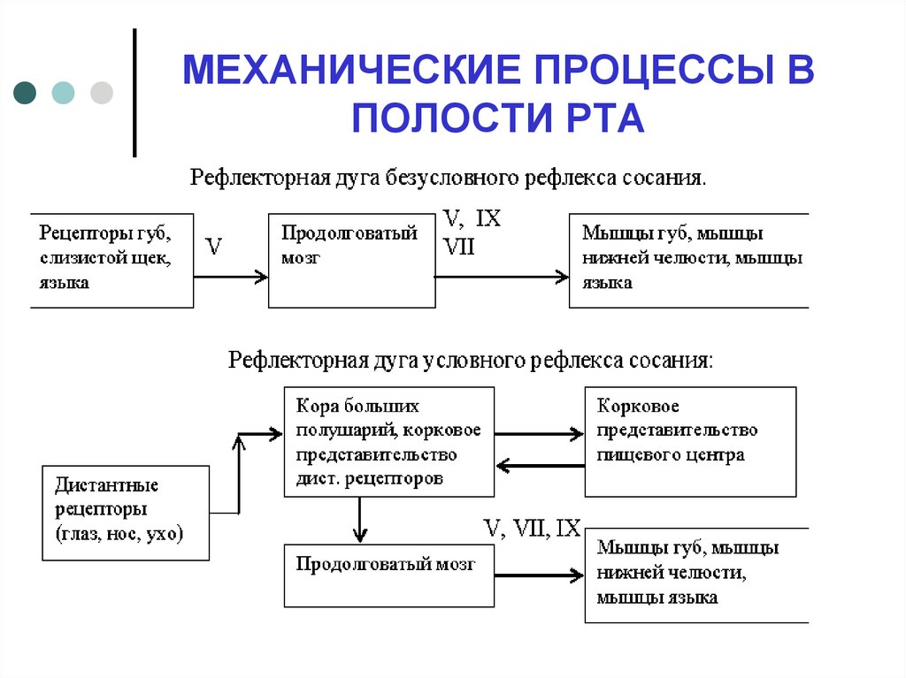 Процессы ротовой полости. Процессы в ротовой полости. Характеристика процессов ротовой полости. Физиологические процессы в полости рта.