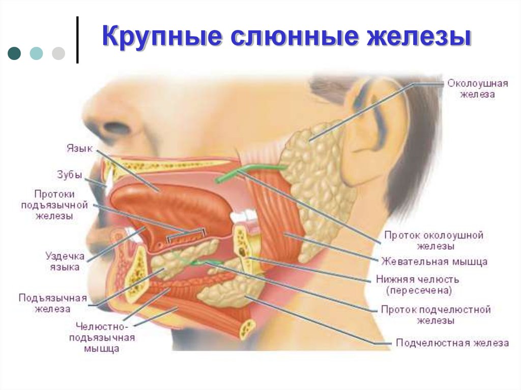 Презентация биохимия полости рта