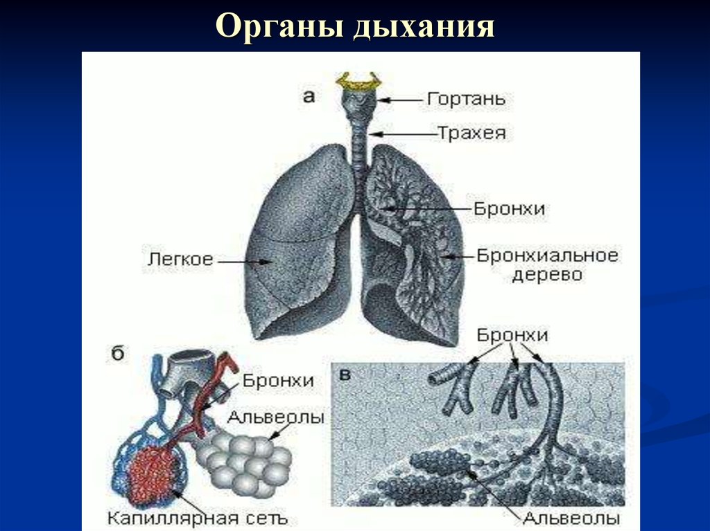 Дыхательная система человека рисунок егэ