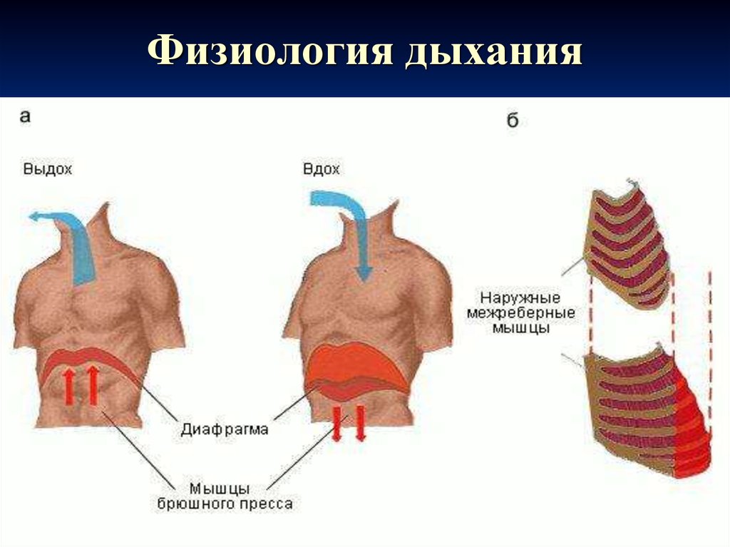 Физиологический процесс легких