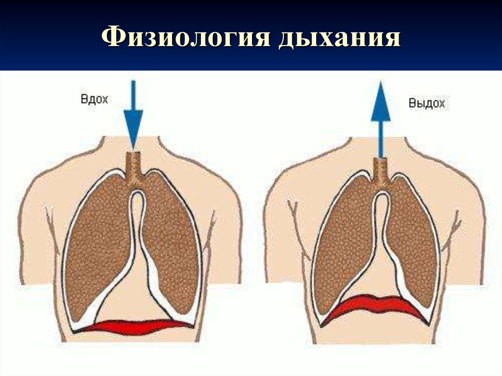 Вдох выдох картинка