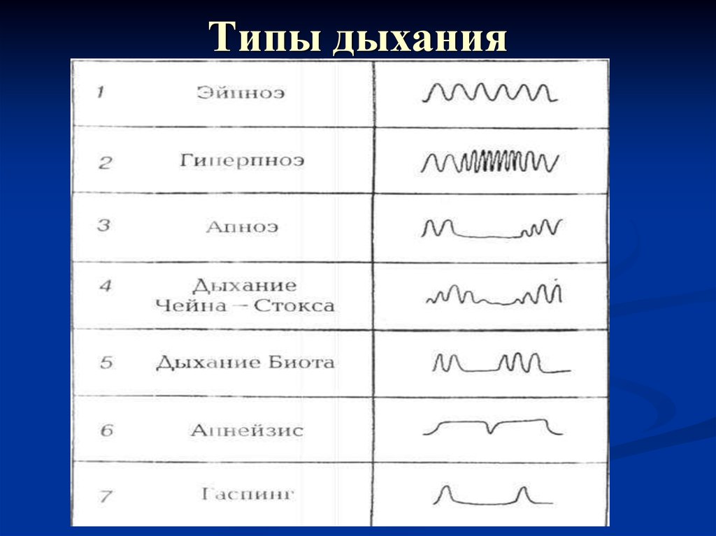 Какие есть дыхание. Типы дыхания. Дыхание типы дыхания. Типы дыхания схема. Нормальный Тип дыхания.