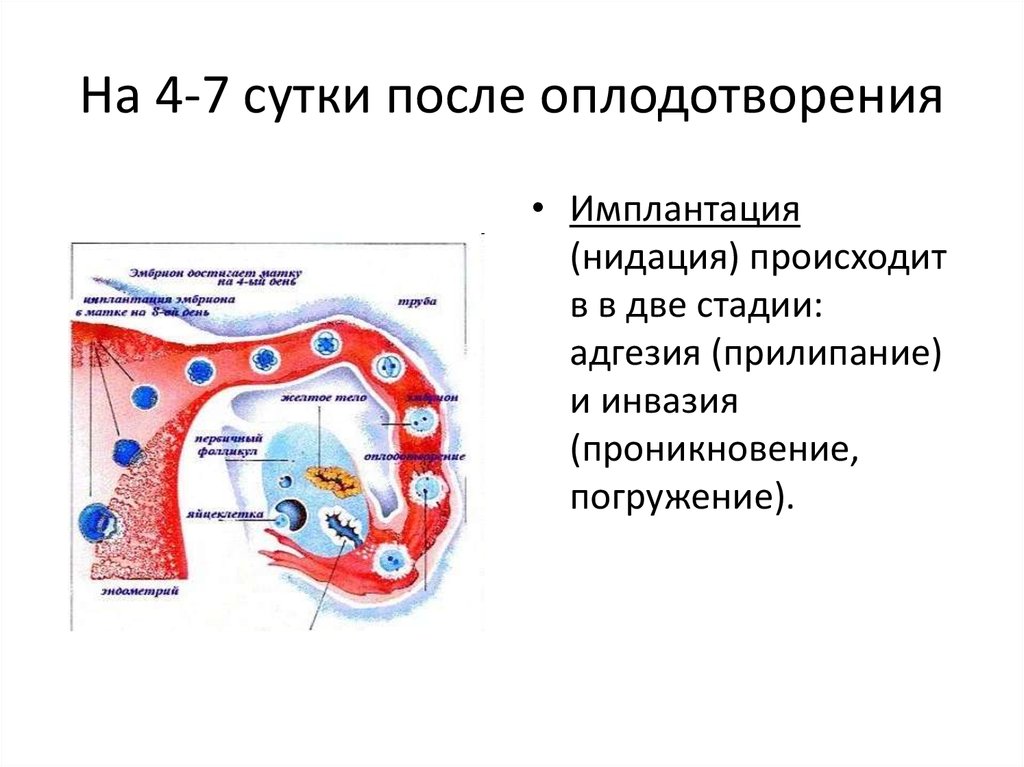 День после оплодотворения. Оплодотворение нидация имплантация. На какой день происходит имплантация. От овуляции до имплантации. Имплантация после овуляции.