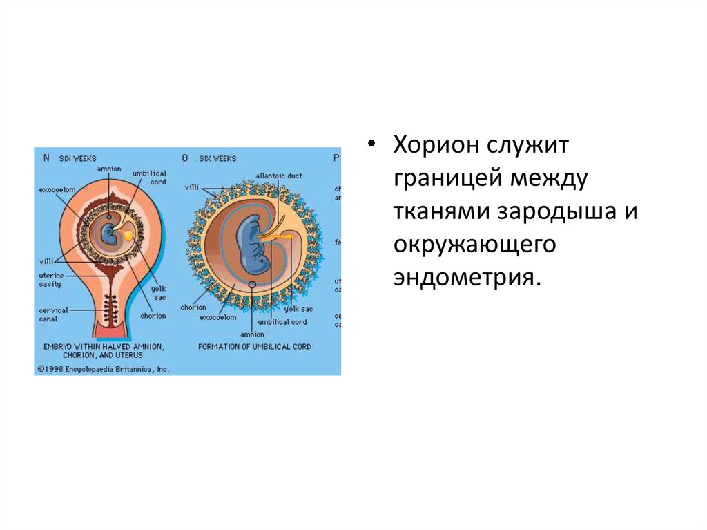 Каким номером на рисунке обозначена часть эмбриона млекопитающего через которую