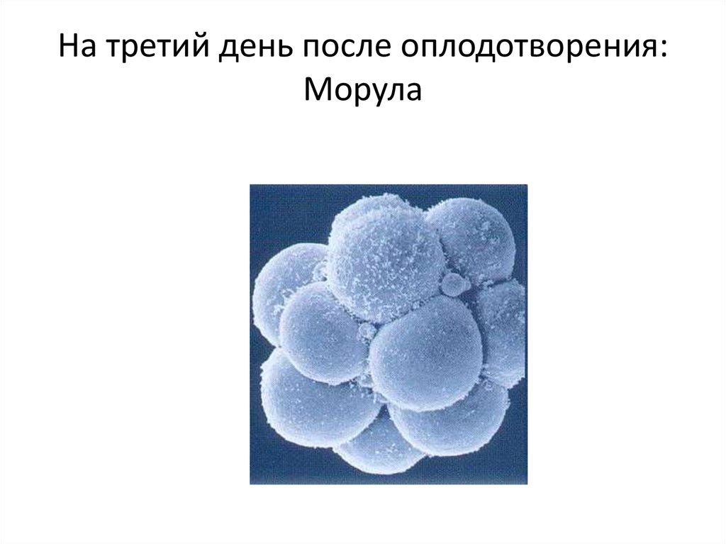 После оплодотворения какие. Дни после оплодотворения. Оплодотворение в днях. Морула это в биологии.